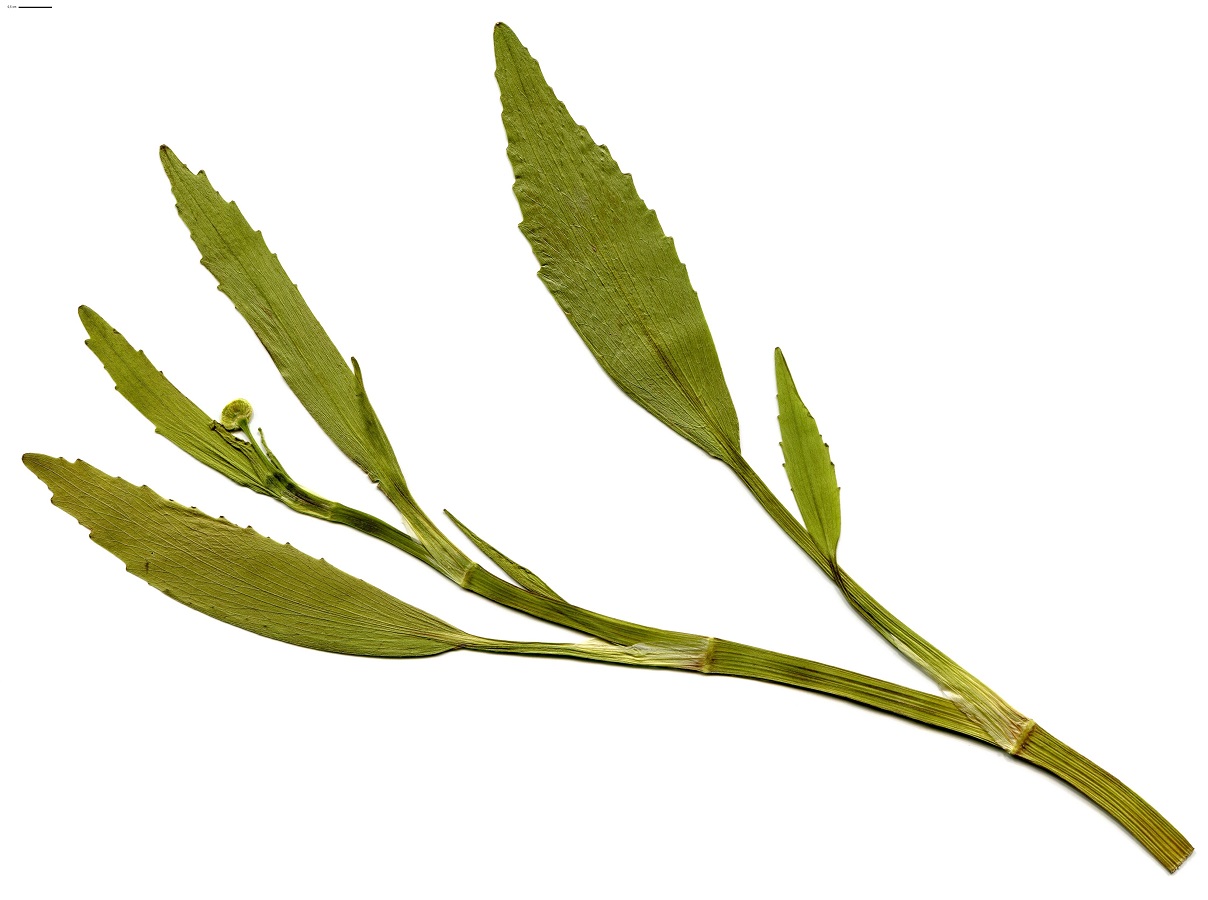 Ranunculus flammula var. major (Ranunculaceae)